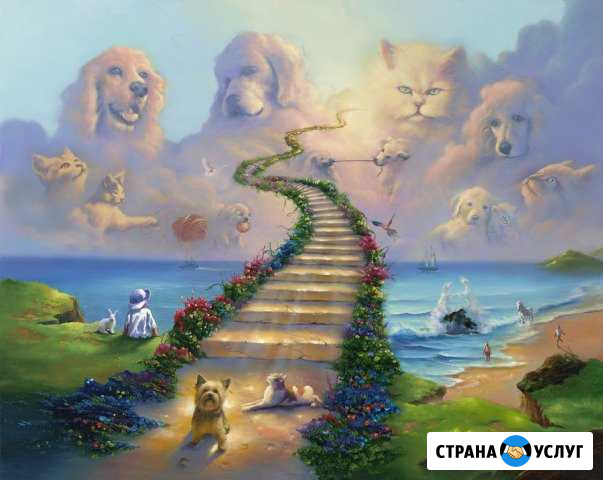 Усыпить кошку(собаку) на дому.Кремация животных Воронеж - изображение 1