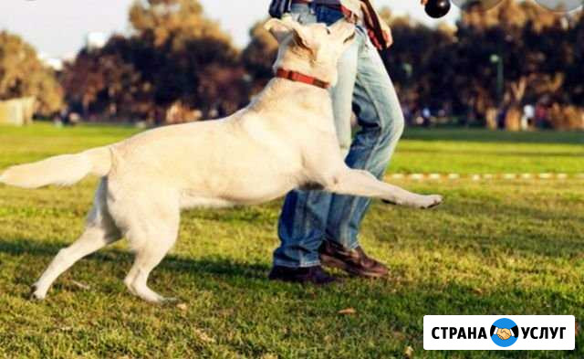 Выгуливать собак Нефтекамск - изображение 1