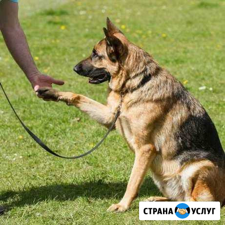 Дрессировка собак Тула - изображение 1