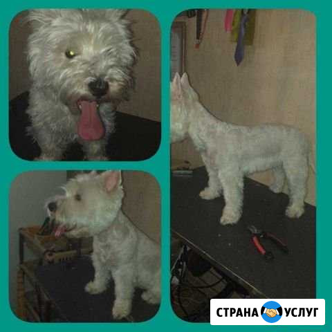 Стрижка собак и кошек Краснодар - изображение 1