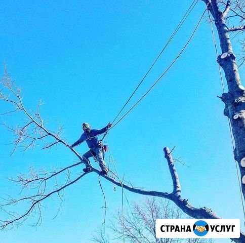 Спилю деревья любой сложности(альпинист-арборист) Ростов-на-Дону - изображение 1