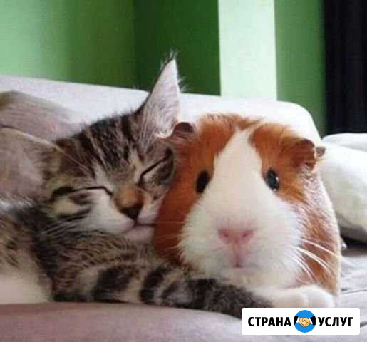 Передержка любых дом животных Саратов - изображение 1