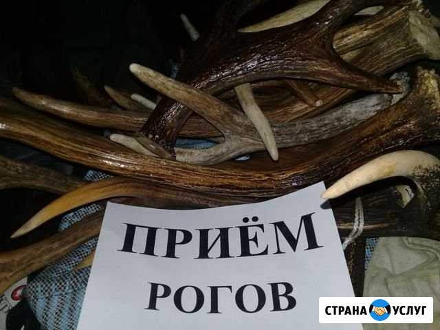Утилизация рогов Тверь - изображение 1