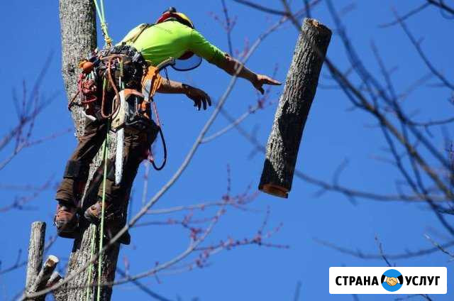 Спилю аккуратно деревья любой сложности Кущевская - изображение 1