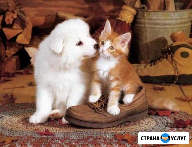 Передержка Аксай - изображение 1