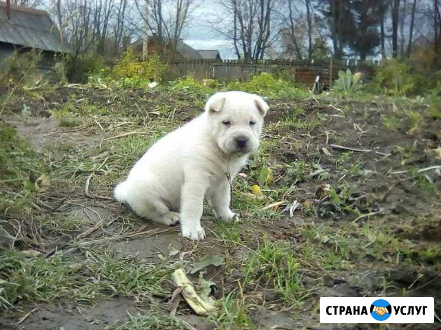 Гостиница для собак Пермь - изображение 1
