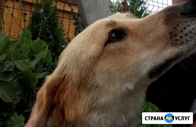 Выгул собак Казань - изображение 1