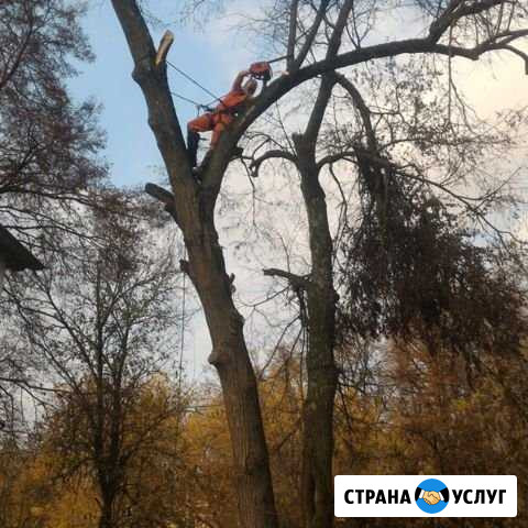 Спил деревьев Кисловодск - изображение 1