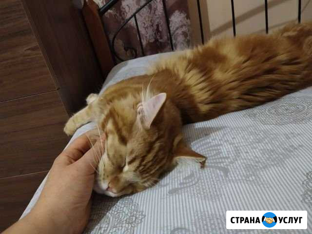 Передержка животных Сарапул - изображение 1