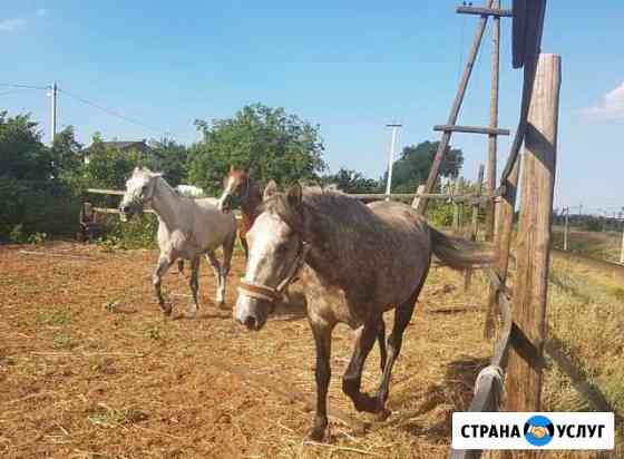 Конные прогулки, обучение верховой езде Волгоград