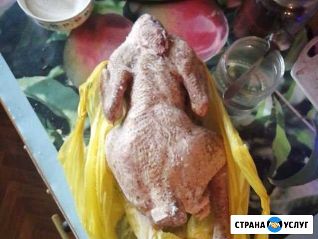 Броллеры Новокузнецк - изображение 1