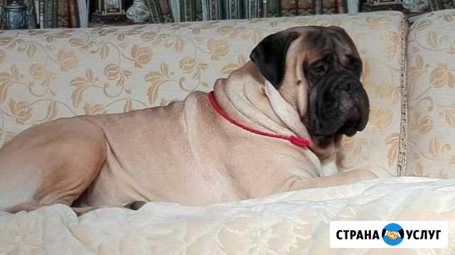 Вязка Бульмастиф Воскресенск - изображение 1