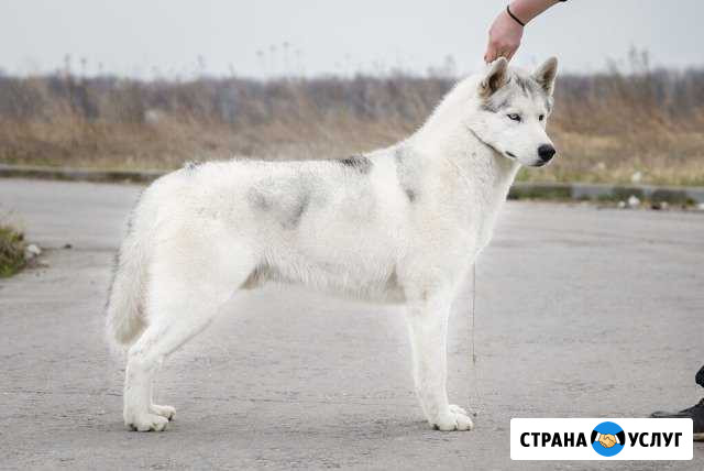 Вязка Сибирский хаски Рязань - изображение 1