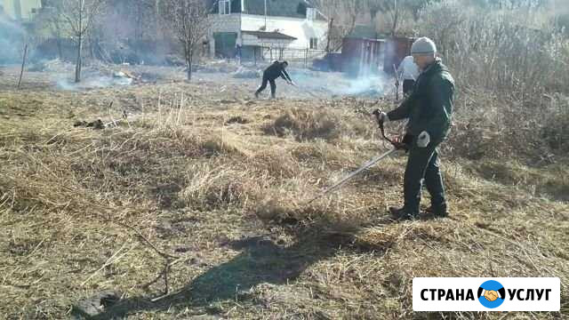 Спил деревьев. Уборка участка Истра - изображение 1