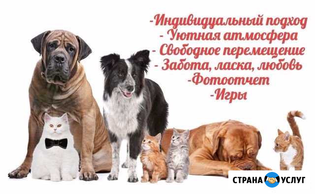 Зоогостиница - Оскар. Домашняя передержка животных Санкт-Петербург - изображение 1