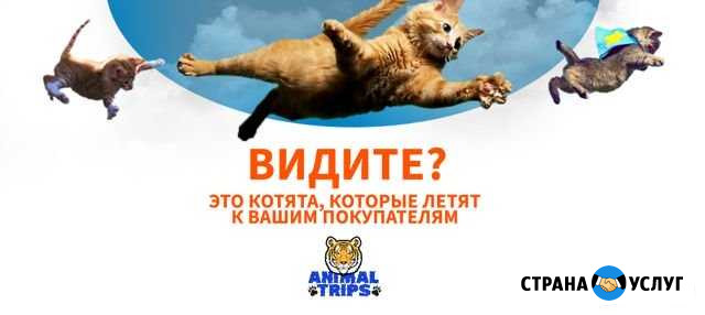 Международная доставка животных Карго Химки - изображение 1