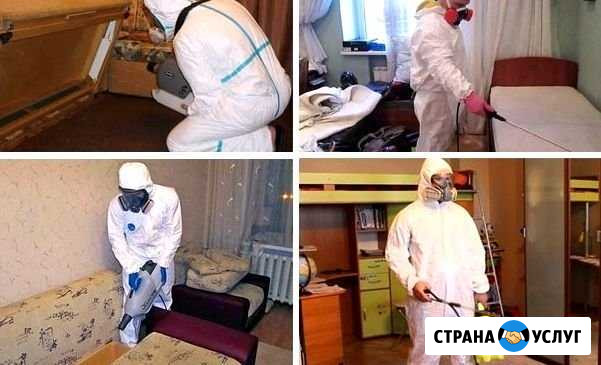 Уничтожение насекомых, грызунов плесени запаха Иркутск - изображение 1