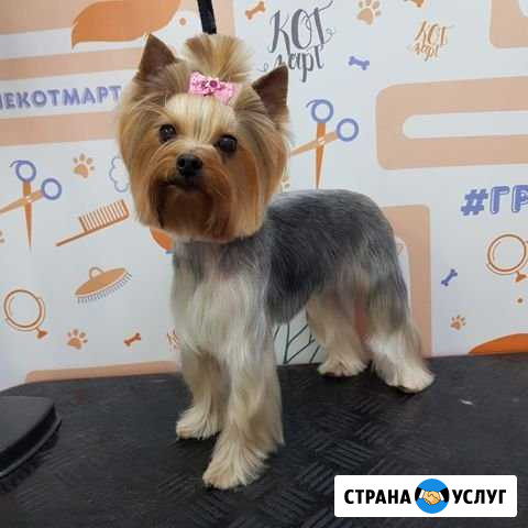 Стрижка собак и кошек. Тримминг. Креатив. Груминг Новосибирск - изображение 1