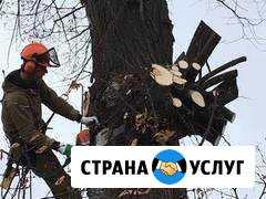 Удаление деревьев Серпухов - изображение 1