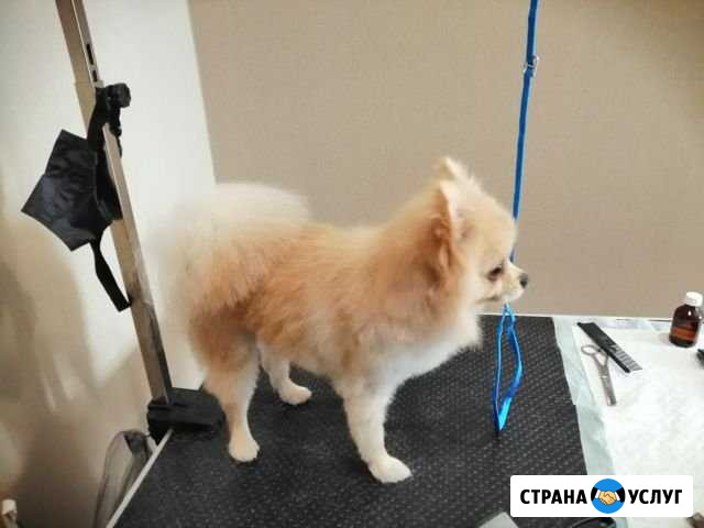 Стрижка собак, груминг, триминг Зеленоград - изображение 1