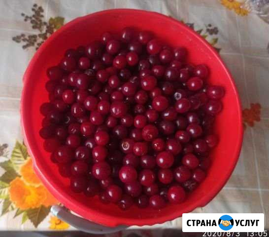 Вишня Алапаевск - изображение 1