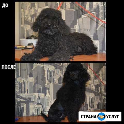 Услуги Профессионального Грумера Иркутск - изображение 1