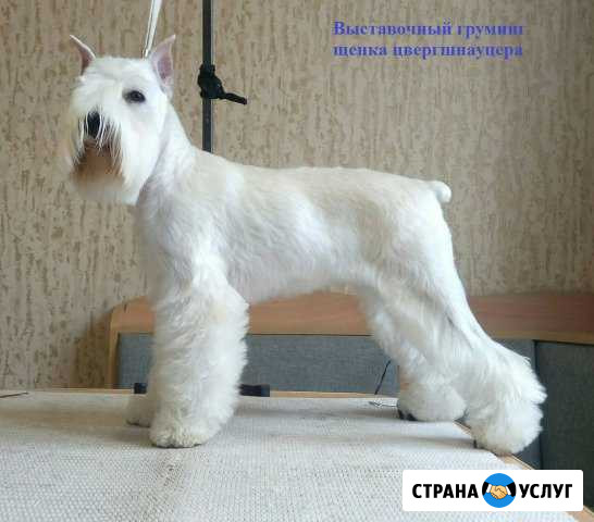 Тримминг, стрижка собак Красноярск - изображение 1