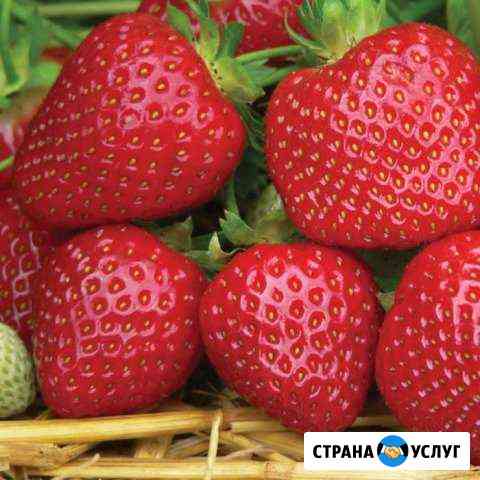 Продам клубнику Оренбург