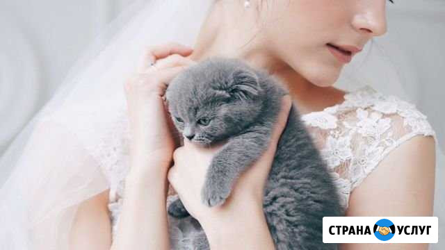 Свадебный фотограф. Фотограф Красноярск Красноярск - изображение 1