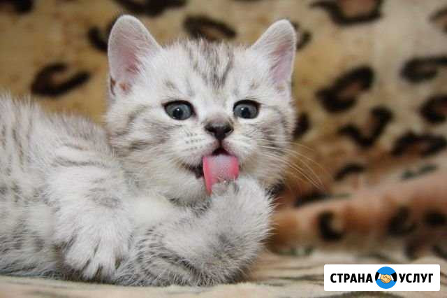 Передержка котиков и др Красноярск - изображение 1