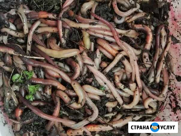 Рыбалка Вологда - изображение 1