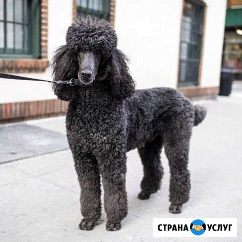 Стрижка собак и кошек Казань - изображение 1