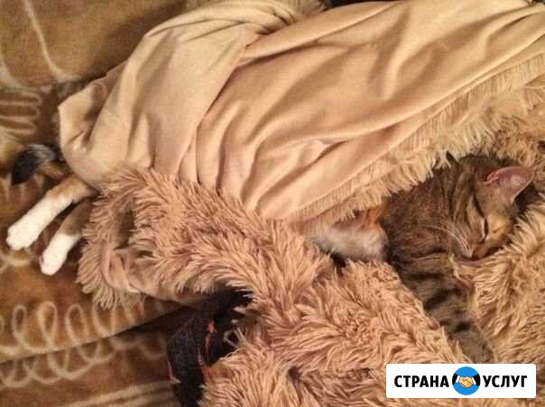 Передержка кошек, кроликов, шиншилл, хорьков, попу Пенза - изображение 1
