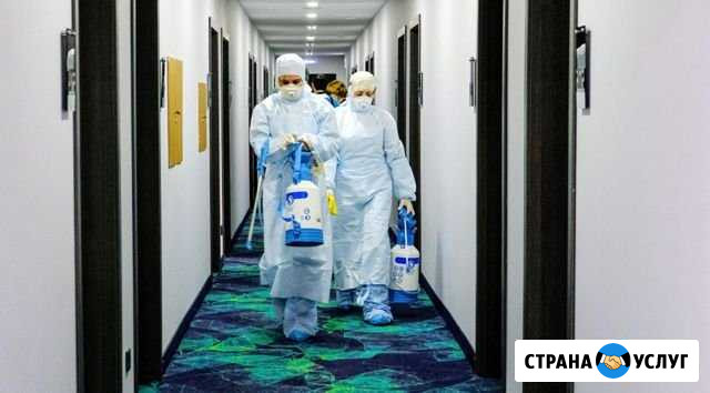 Уничтожение клопов грызунов тараканов Дезинфекция Петрозаводск - изображение 1