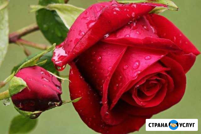 Фото- и видеосъёмка Астрахань - изображение 1