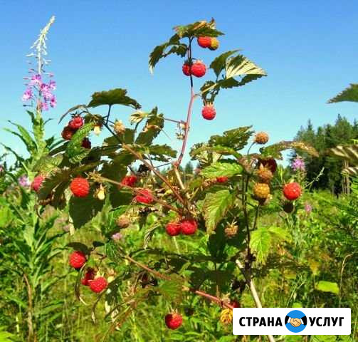 Лесная малина Хабаровск - изображение 1