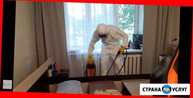 Тараканов крыс клопов уничтожить. Честная цена Ярославль - изображение 1