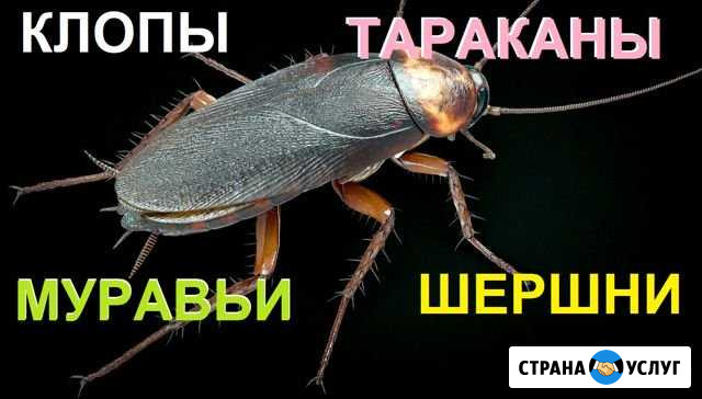 Уничтожение тараканов клопов и остальных насекомых Новокуйбышевск - изображение 1