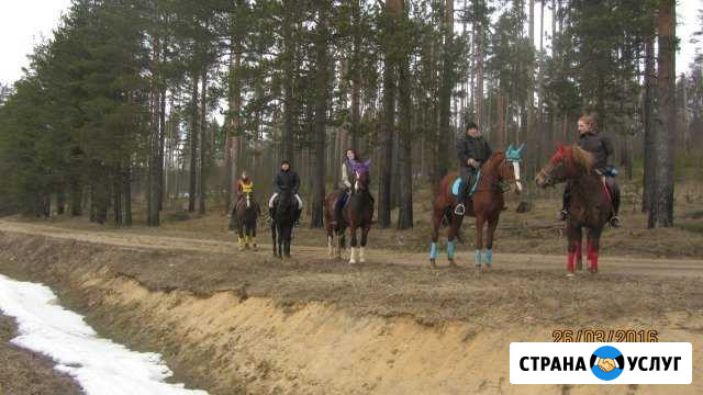 Верховые прогулки и обучение азам верховой езды Сосново - изображение 1
