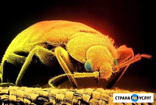 Уничтожение комаров клещей тараканов. Дезинфекция Курган - изображение 1