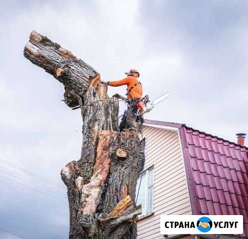 Спил деревьев. Спилить дерево Брянск - изображение 1