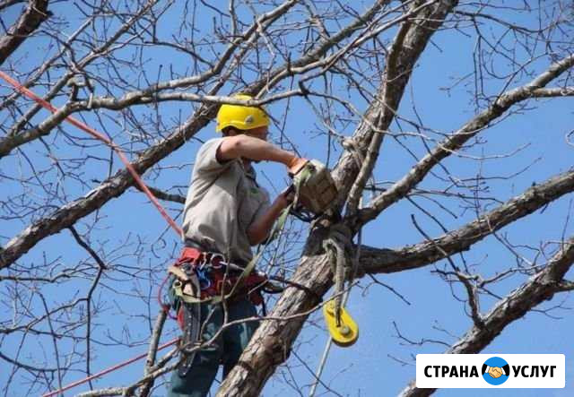 Спил деревьев Прасковея - изображение 1