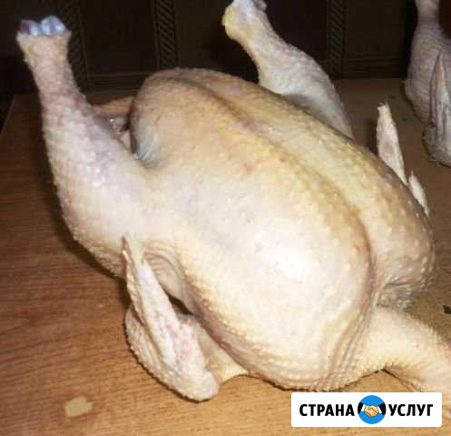 Домашние бройлеры Тюмень - изображение 1