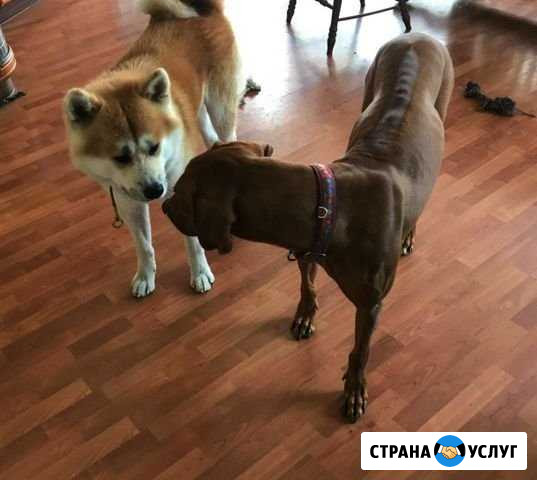Воспитание крупных пород собак/ дресировщик Казань - изображение 1