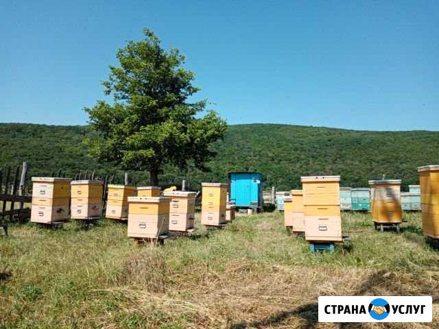 Доставлю мед С личной пасеки Мелеуз - изображение 1