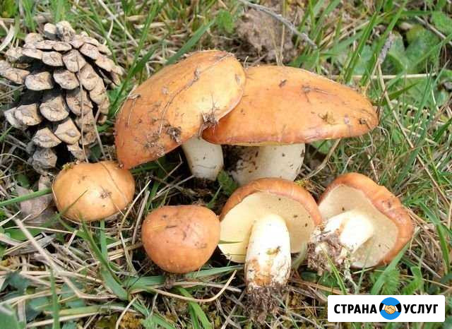 Продукты Новодвинск - изображение 1