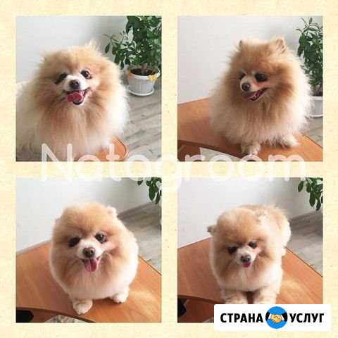 Стрижка собак Екатеринбург - изображение 1