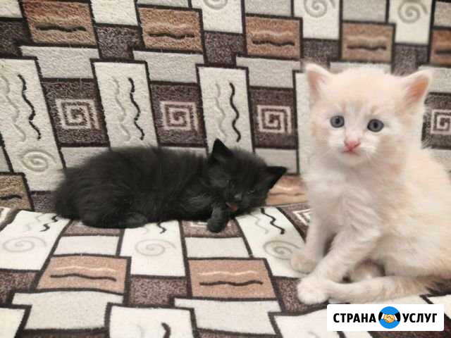 Кошки Павловск - изображение 1