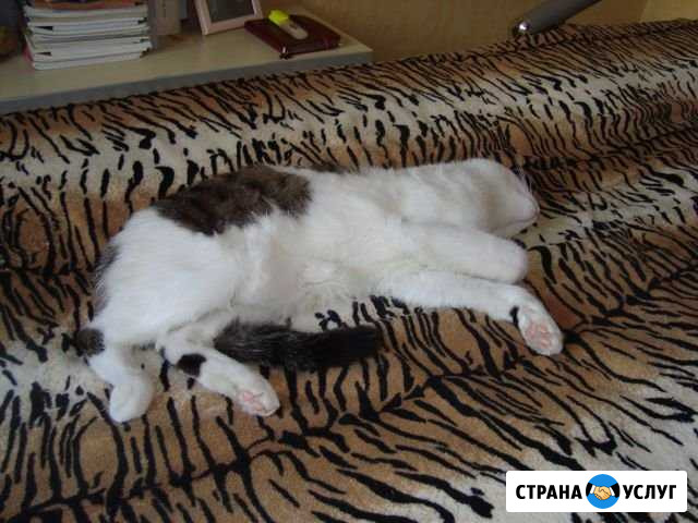 Передержка животных Кемерово - изображение 1