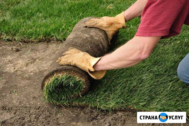 Газон рулонный и посевной.Благоустройство Тула - изображение 1